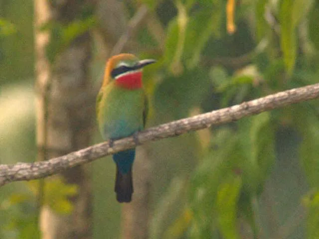 Foto de fauna borrosa antes de mejorar calidad de imagen con IA